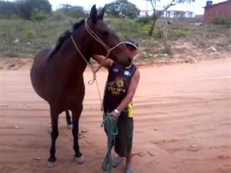 bucetinha de égua|Homem comendo égua bucetuda